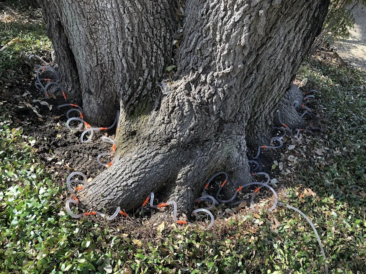 Detailed Tree Cabling and Bracing job site in Bledsoe