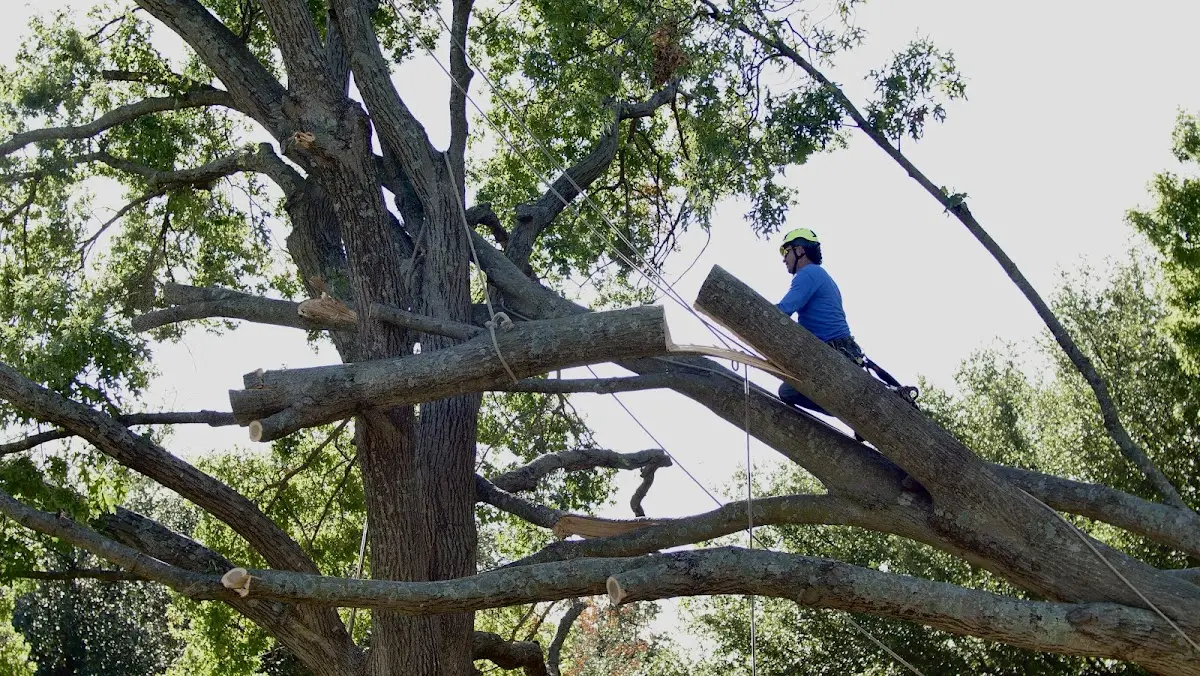 Professional Hazardous Tree Removal performed by certified arborists in Bledsoe